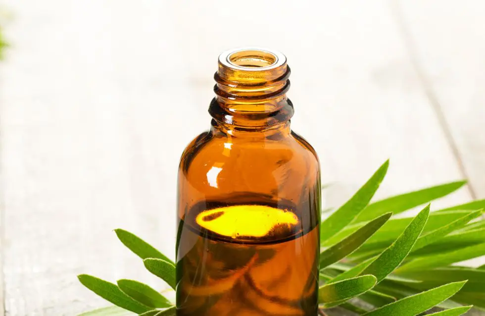 Aceite de árbol de té