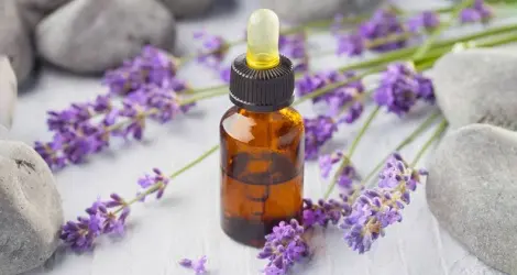 Lavanda